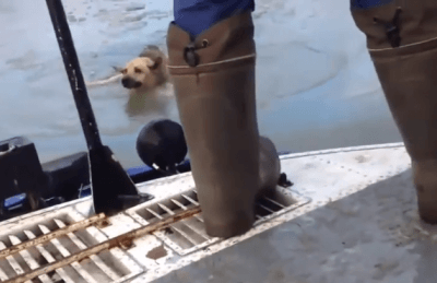 cane1
