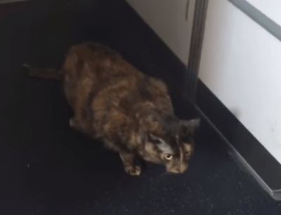 gatto aereo