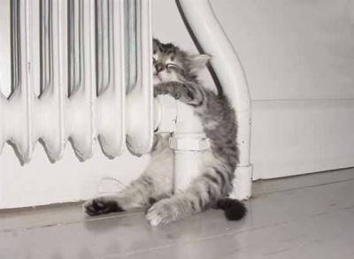 gatto termosifone