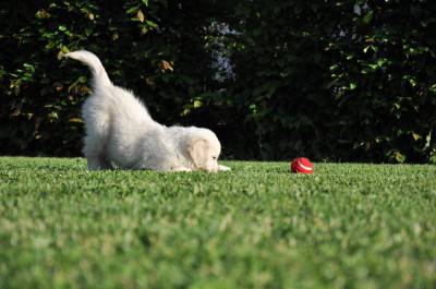 gioco cane