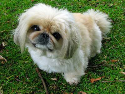 PECHINESE