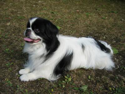 SAPGNOL GIAPPONESE