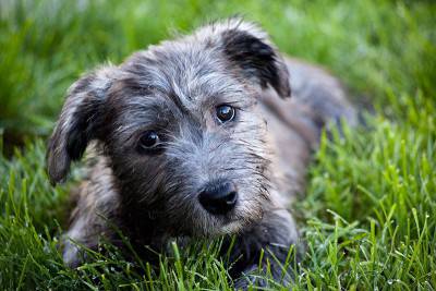 Terrier irlandais Glen of Imaal