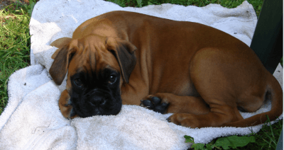 boxer