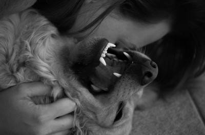 coccole cane-pixabay