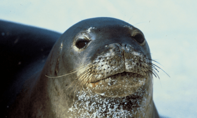 foca