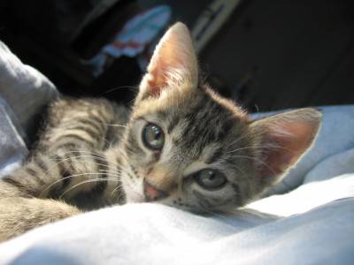 gatto cucciolo