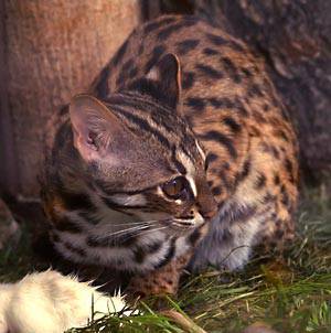 Prionailurus Bengalensis@Wikipedia