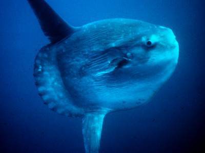 Pesce Luna