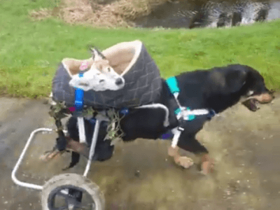 cani handicap2