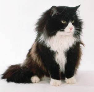 gatto