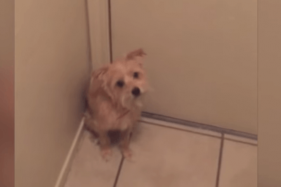 cagnolinoo virale