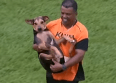 cane partita