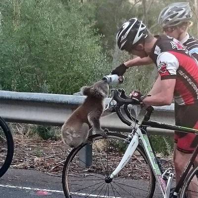koala