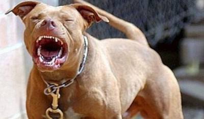 pitbull