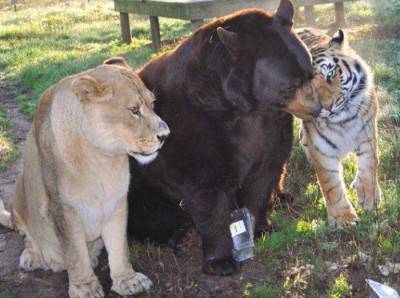 tigre leone orso. 1