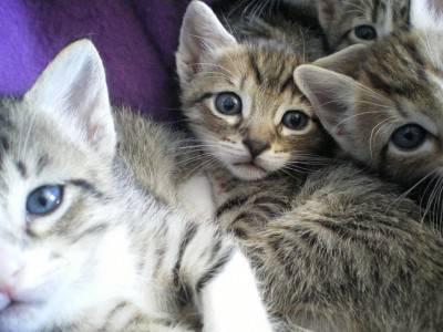 cuccioli gatti