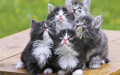 gatti