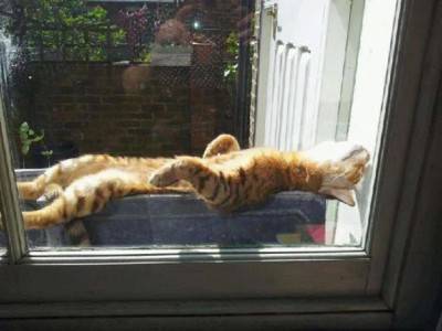 gatto caldo2