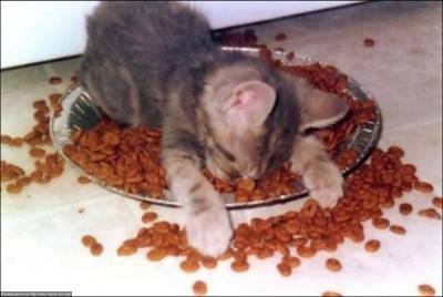 gatto cibo