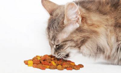 gatto cibo3
