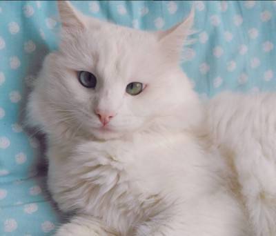 gatto occhi 4
