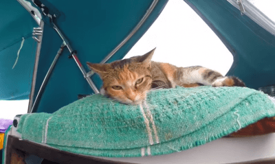 gattopirata