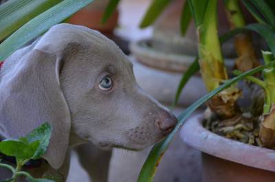 piante tossiche cane
