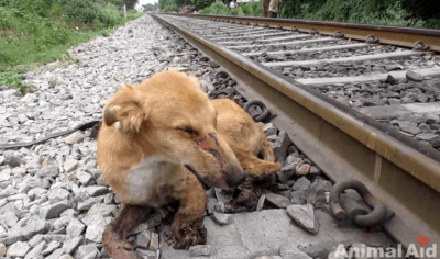 animali aid