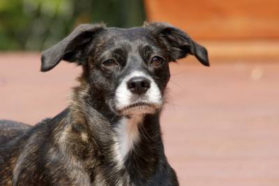 cane anziano3