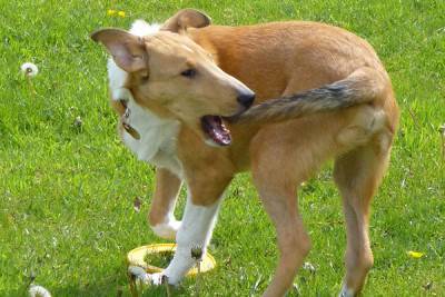 cane coda