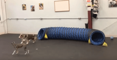 gioco cani