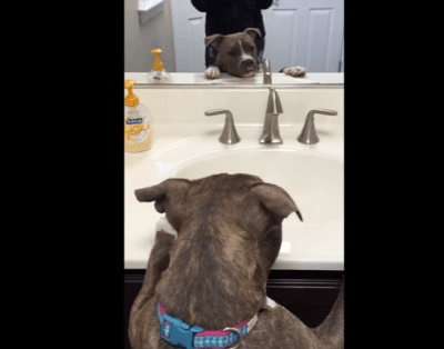 specchio pitbull