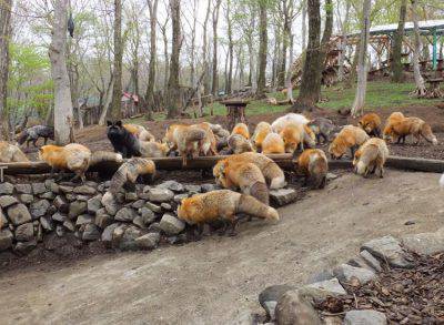 zao fox villge