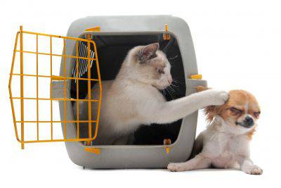 GATTO TRASPORTINO