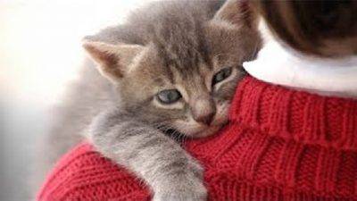 affetto gatto