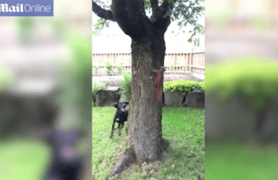 cane scoitattolo