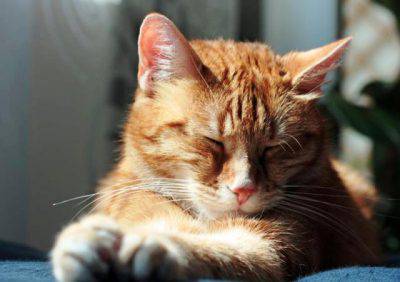 gatto