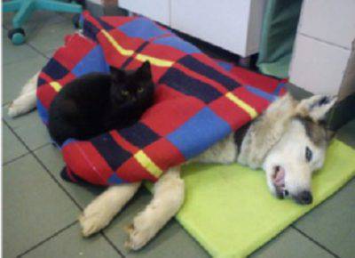 gatto22
