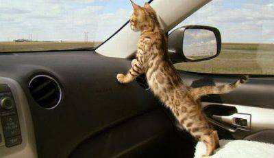 voaggio gatto