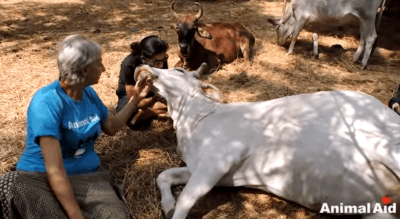 animal aid