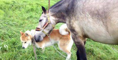 cavallo