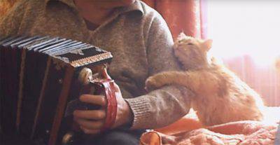 gatto fisarmonica musica