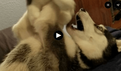 husky