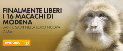 macachi1