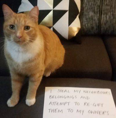 @Facebook The Carindale Cat Burglar