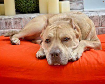 pitbull4