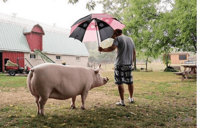 @Instagram/Esther the wonder pig