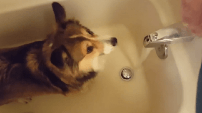 cani doccia