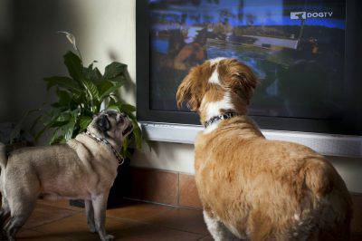 cani-tv